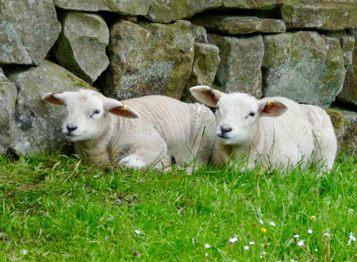 Heathergate Cottage Dartmoor Bnb Lydford Eksteriør billede