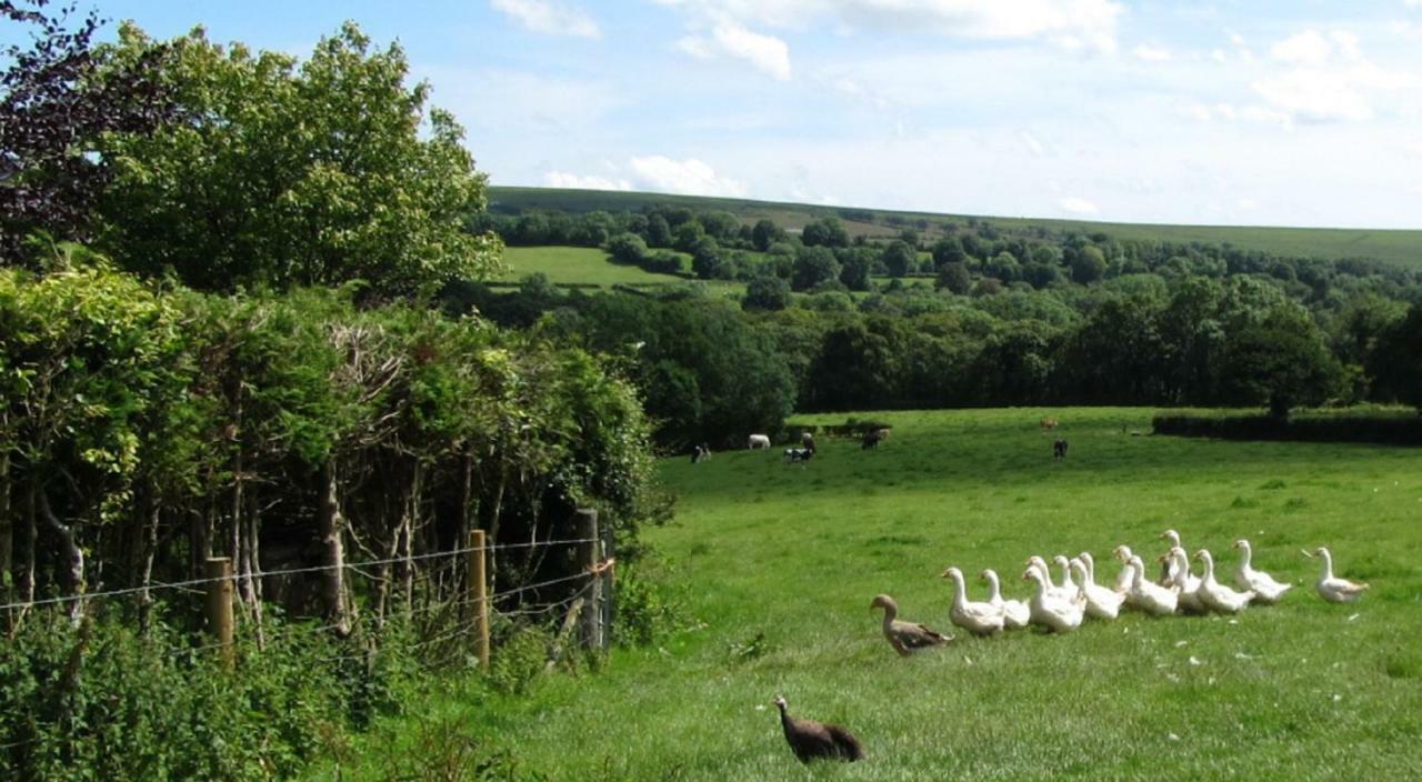 Heathergate Cottage Dartmoor Bnb Lydford Eksteriør billede